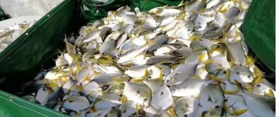 中国第一座半潜式波浪能养殖旅游平台首批养殖海鱼上市